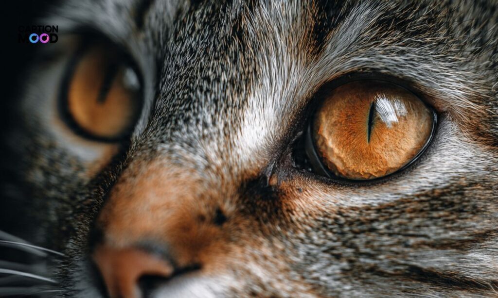 Cat Eye Captions For Instagram