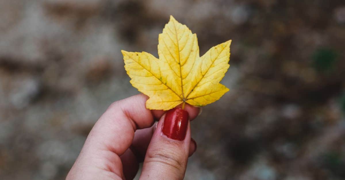 Autumn Elegance: The Ultimate Beginner’s Guide to Fall Nail Designs