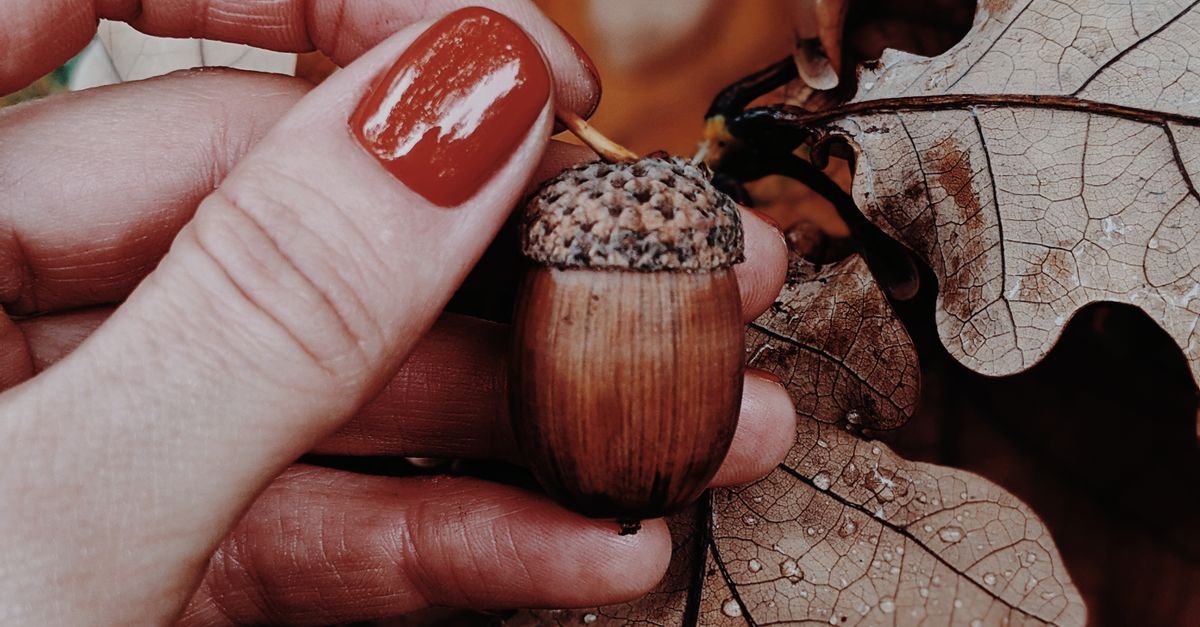 Autumn Elegance: The Ultimate Beginner’s Guide to Fall Nail Designs