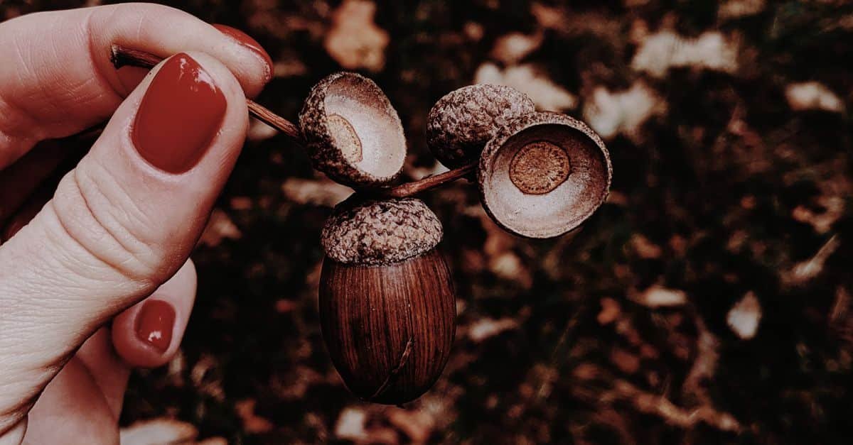 Autumn Elegance: The Ultimate Beginner’s Guide to Fall Nail Designs